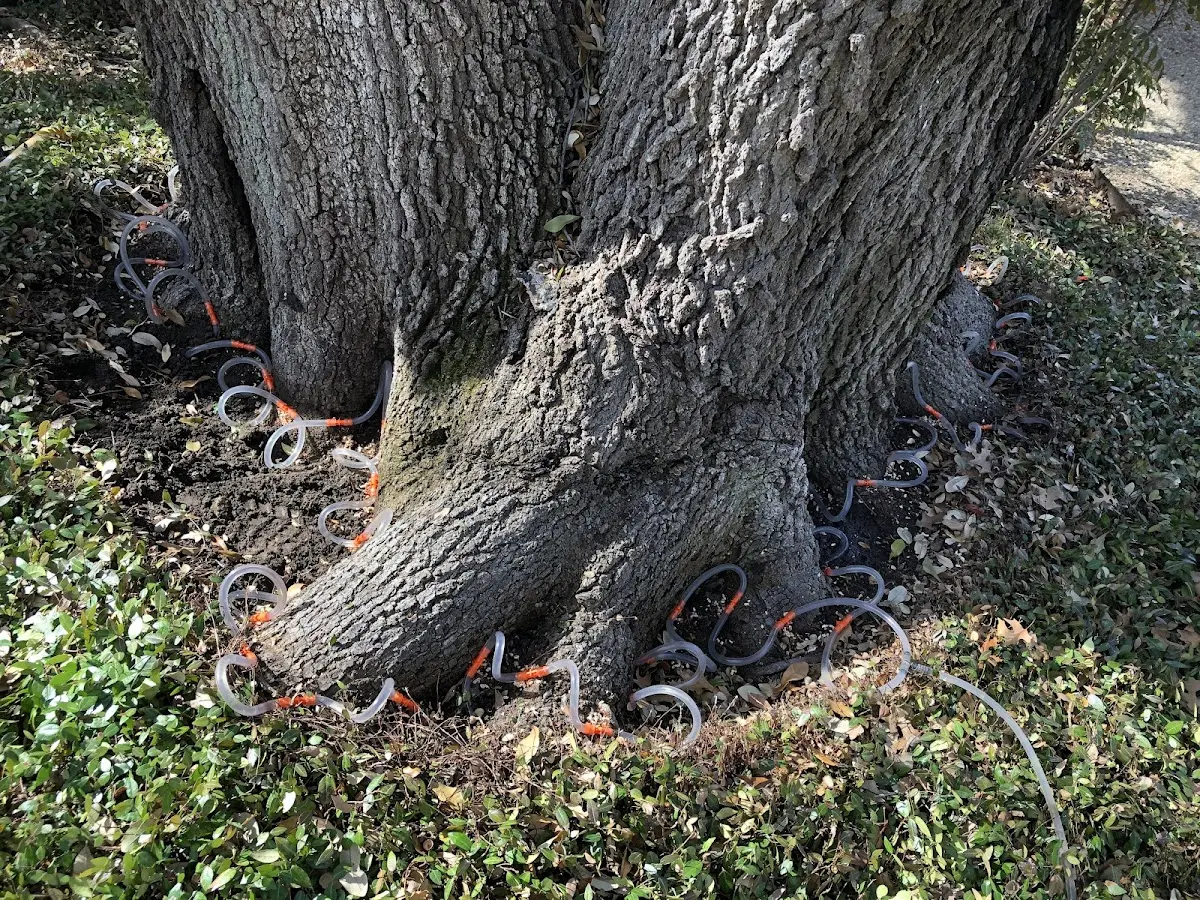 Detailed Tree Cabling and Bracing job site in Sistersville
