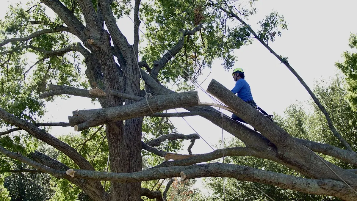 Professional Crown Thinning performed by certified arborists in Sistersville