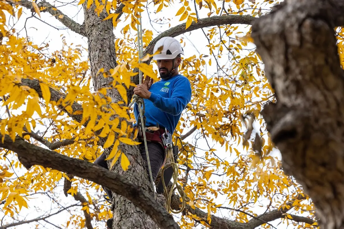 Skilled Tree Pruning crew working in Sistersville