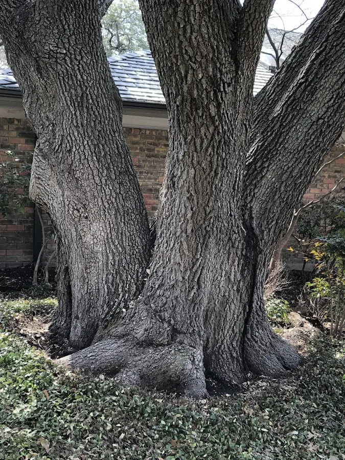 Mature heritage tree close to a Sistersville property cared for by certified arborists